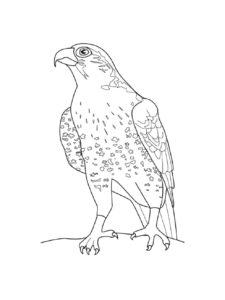 Falcon coloring page