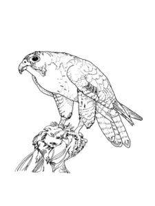 Falcon coloring page