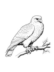 Falcon coloring page