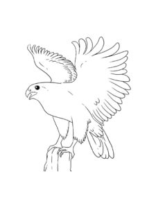 Falcon coloring page