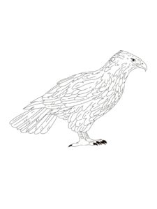 Falcon coloring page