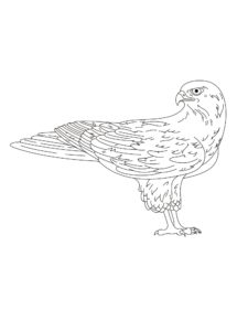 Falcon coloring page