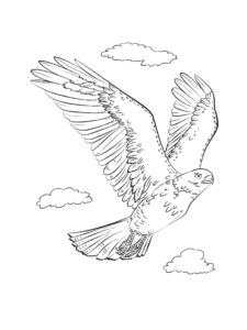 Falcon coloring page