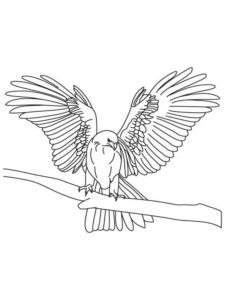 Falcon coloring page