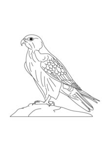 Falcon coloring page