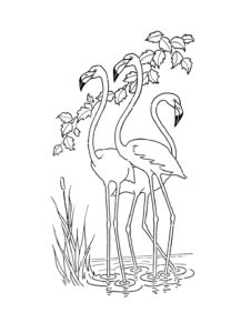 Flamingo coloring page