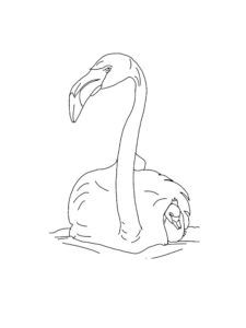 Flamingo coloring page