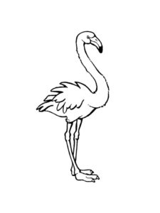 Flamingo coloring page