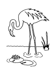 Flamingo coloring page