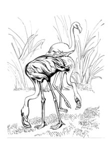 Flamingo coloring page