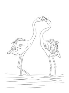 Flamingo coloring page