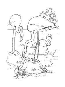 Flamingo coloring page