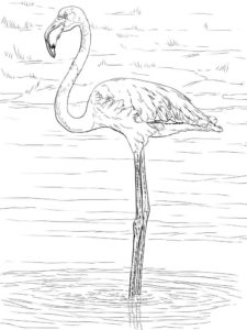 Flamingo coloring page