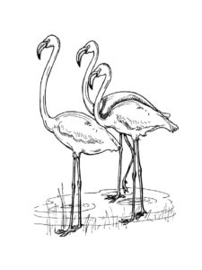 Flamingo coloring page