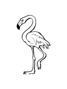 Flamingo coloring page