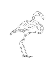 Flamingo coloring page