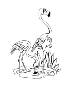 Flamingo coloring page