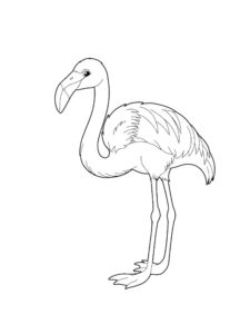 Flamingo coloring page