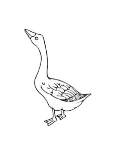 Goose coloring page