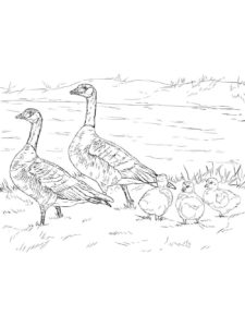 Goose coloring page