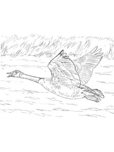 Goose coloring page