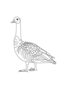 Goose coloring page