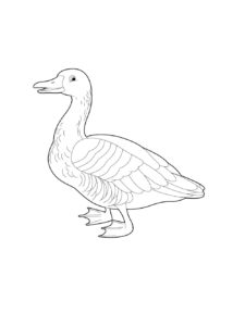 Goose coloring page