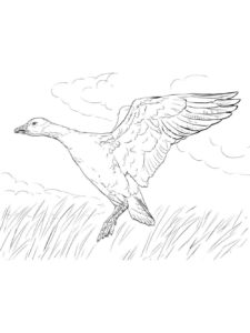 Goose coloring page