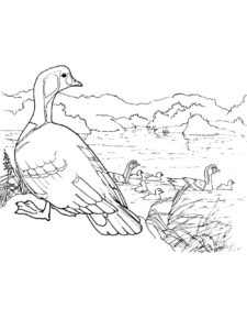 Goose coloring page