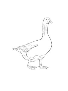 Goose coloring page