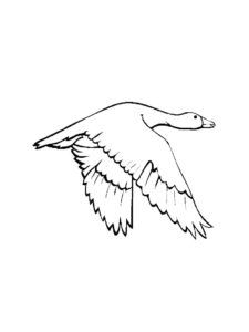 Goose coloring page