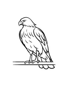 Hawk coloring page