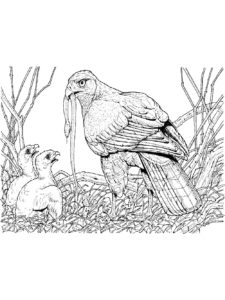 Hawk coloring page