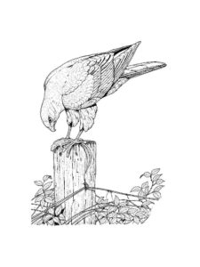 Hawk coloring page