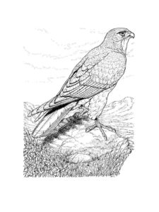 Hawk coloring page