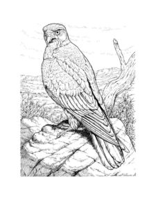 Hawk coloring page