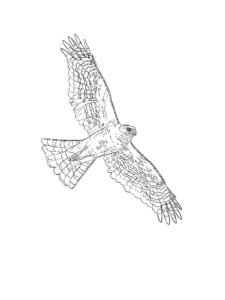 Hawk coloring page