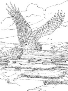 Hawk coloring page