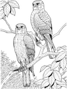 Hawk coloring page