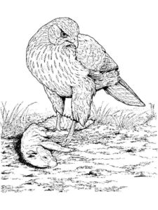 Hawk coloring page