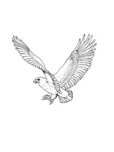 Hawk coloring page