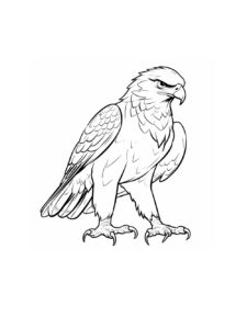 Hawk coloring page