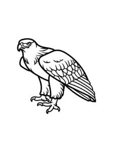 Hawk coloring page