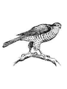 Hawk coloring page