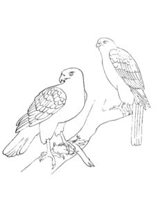 Hawk coloring page