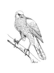 Hawk coloring page