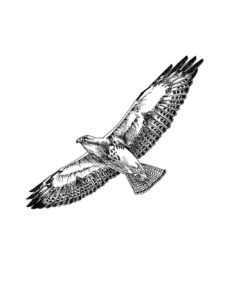 Hawk coloring page