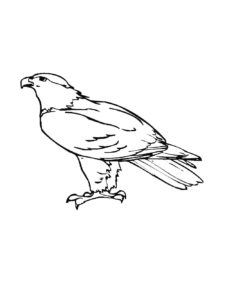 Hawk coloring page