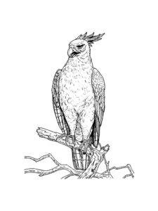 Hawk coloring page