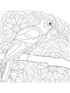 Hoopoe coloring page